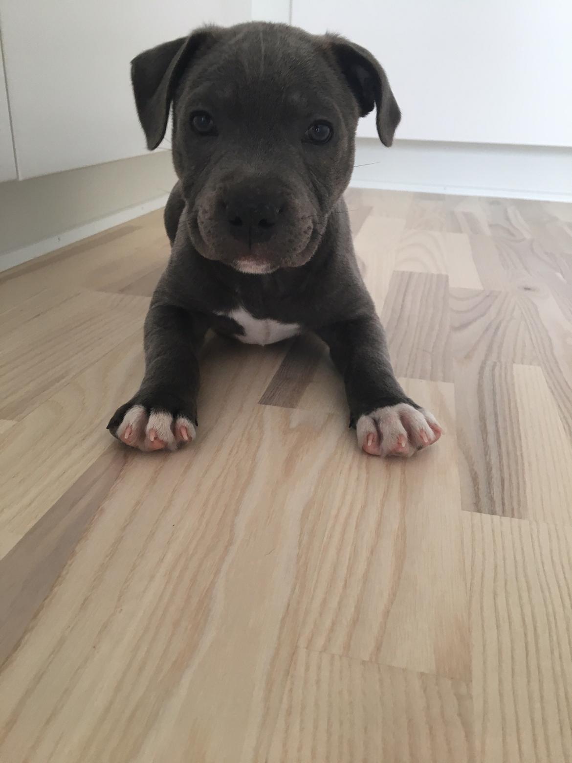 Staffordshire bull terrier Enzo billede 3