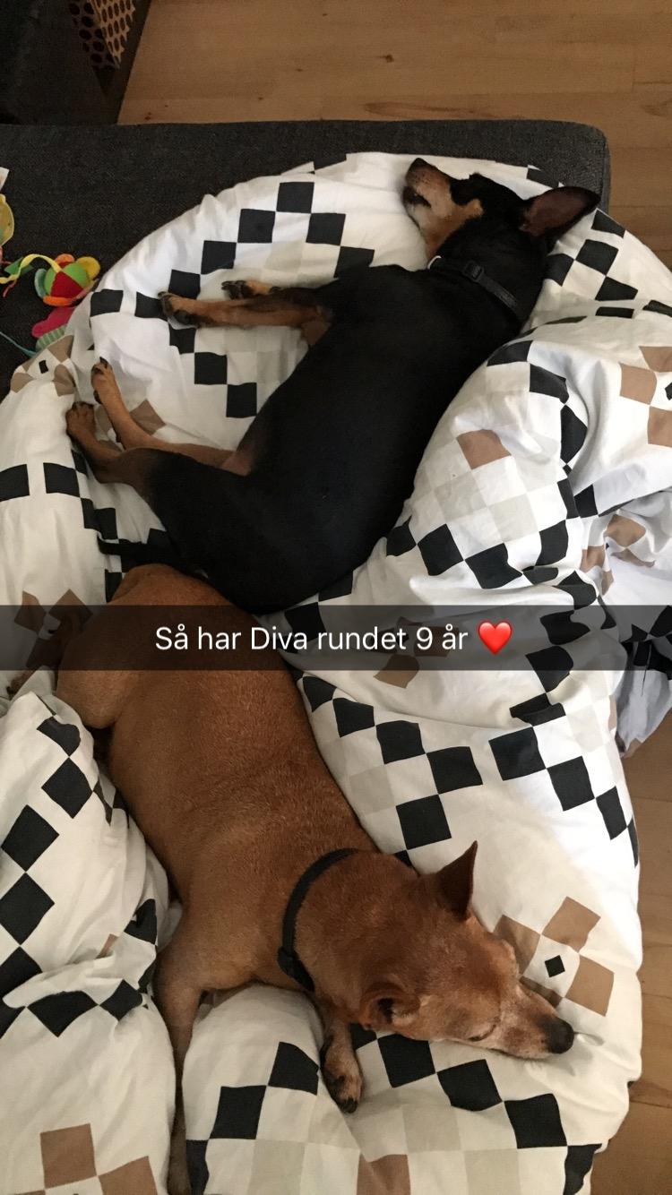 Dvaergpinscher Diva<3 30 april billede 19