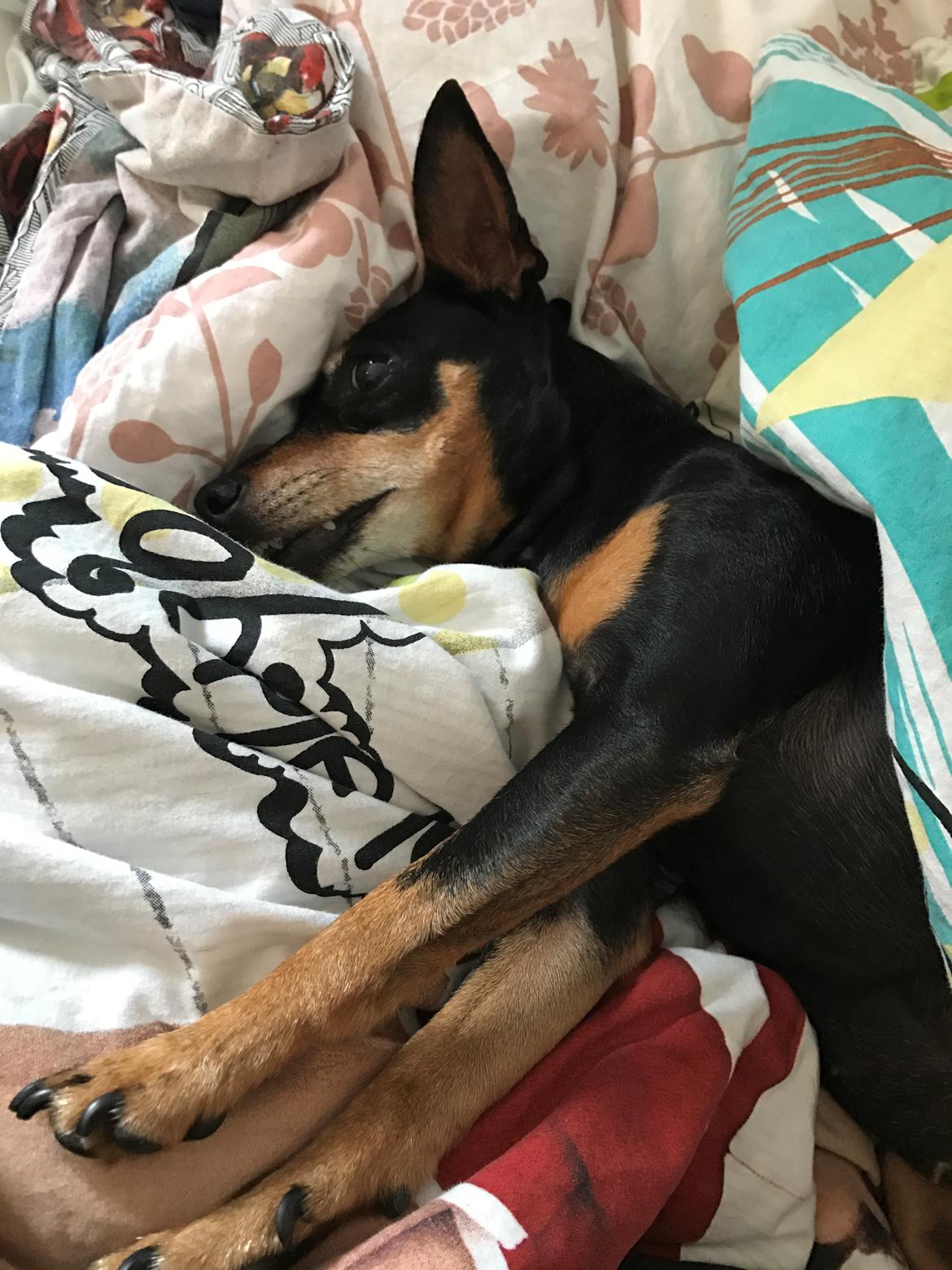 Dvaergpinscher Diva<3 30 april billede 21