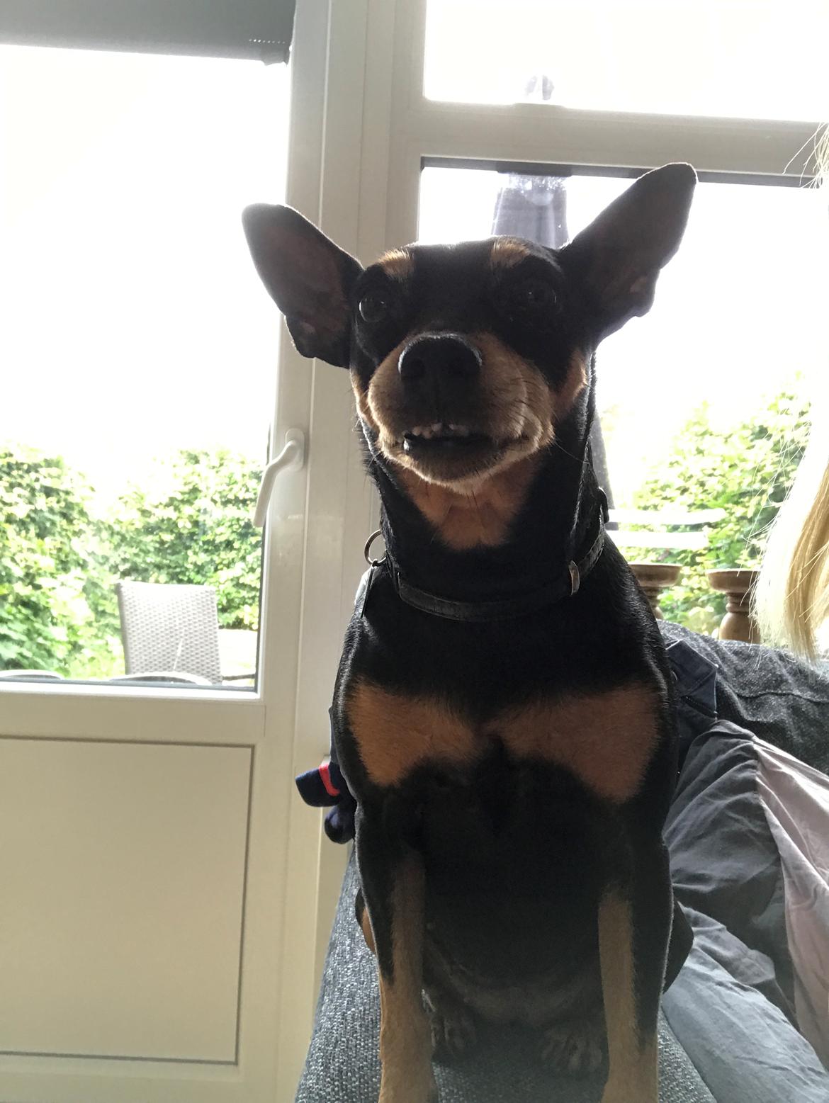 Dvaergpinscher Diva<3 30 april billede 22