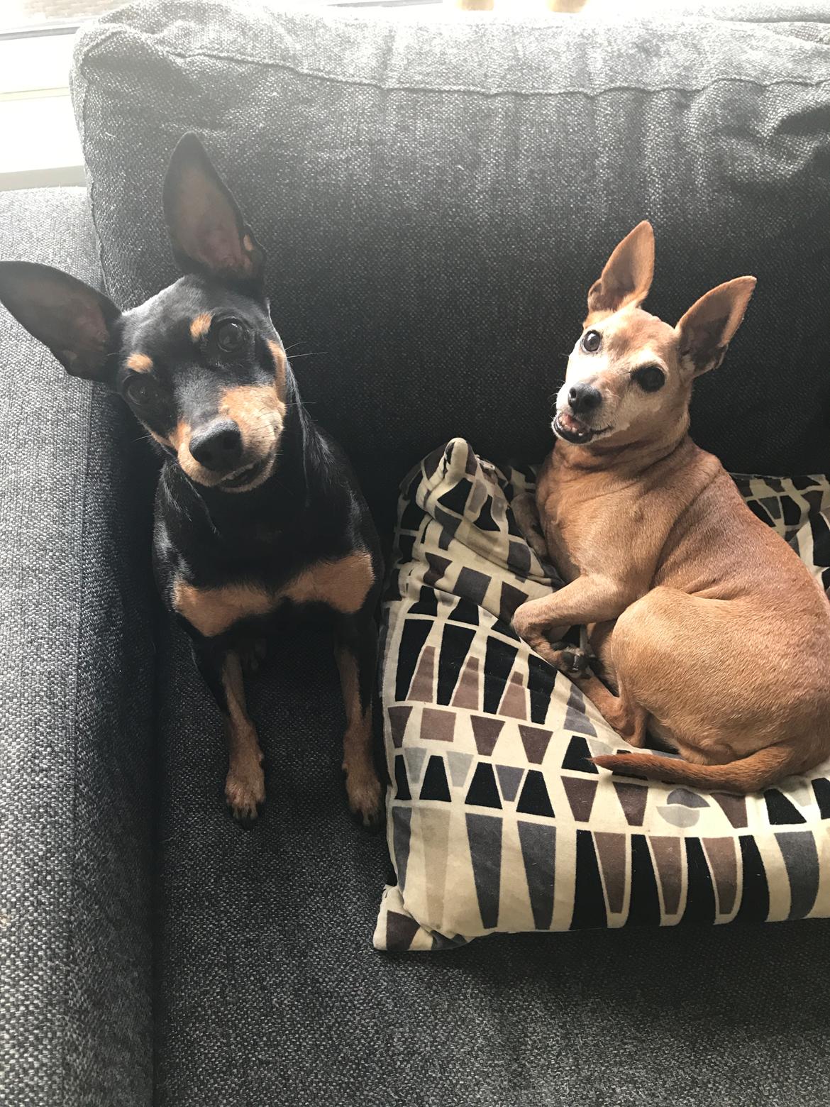 Dvaergpinscher Diva<3 30 april billede 23