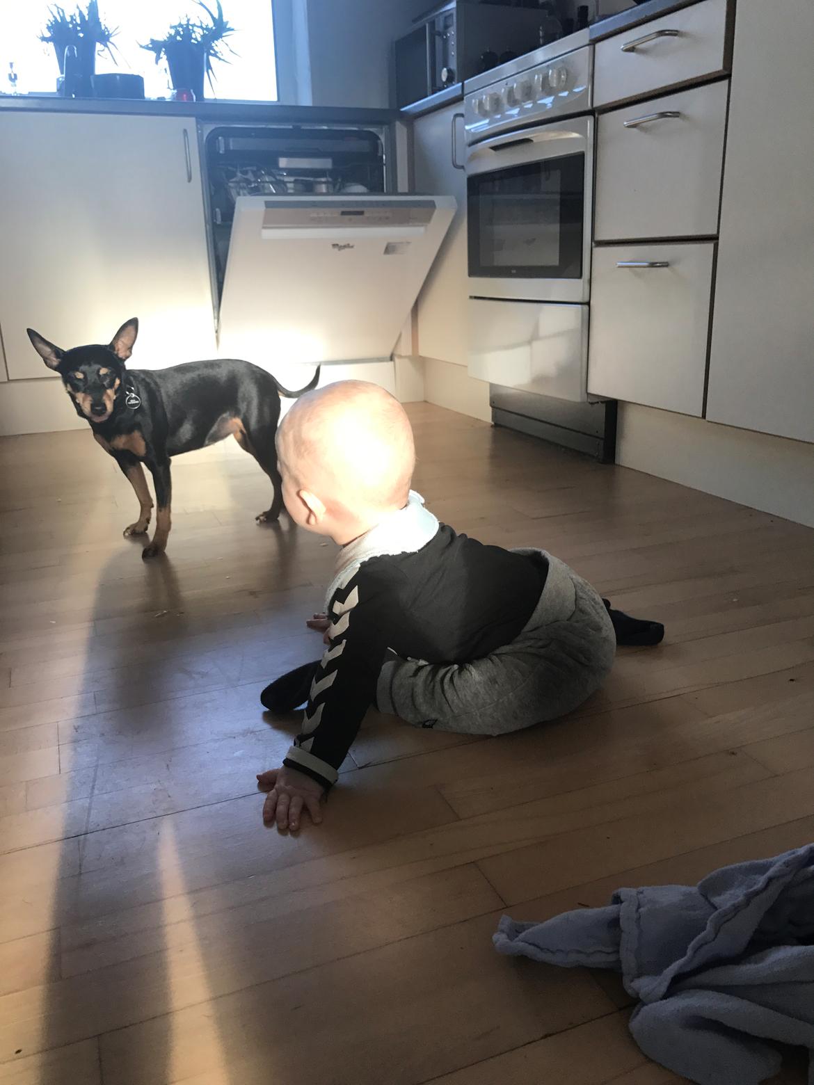 Dvaergpinscher Diva<3 30 april billede 20