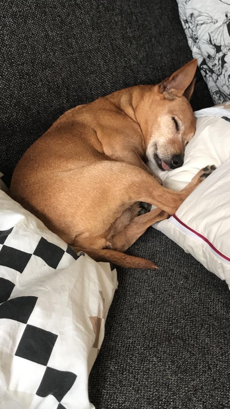 Dvaergpinscher Kate<3 12 maj billede 21