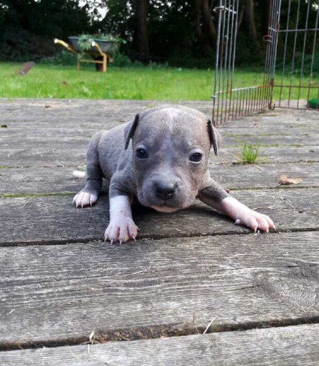 Staffordshire bull terrier Ester billede 1