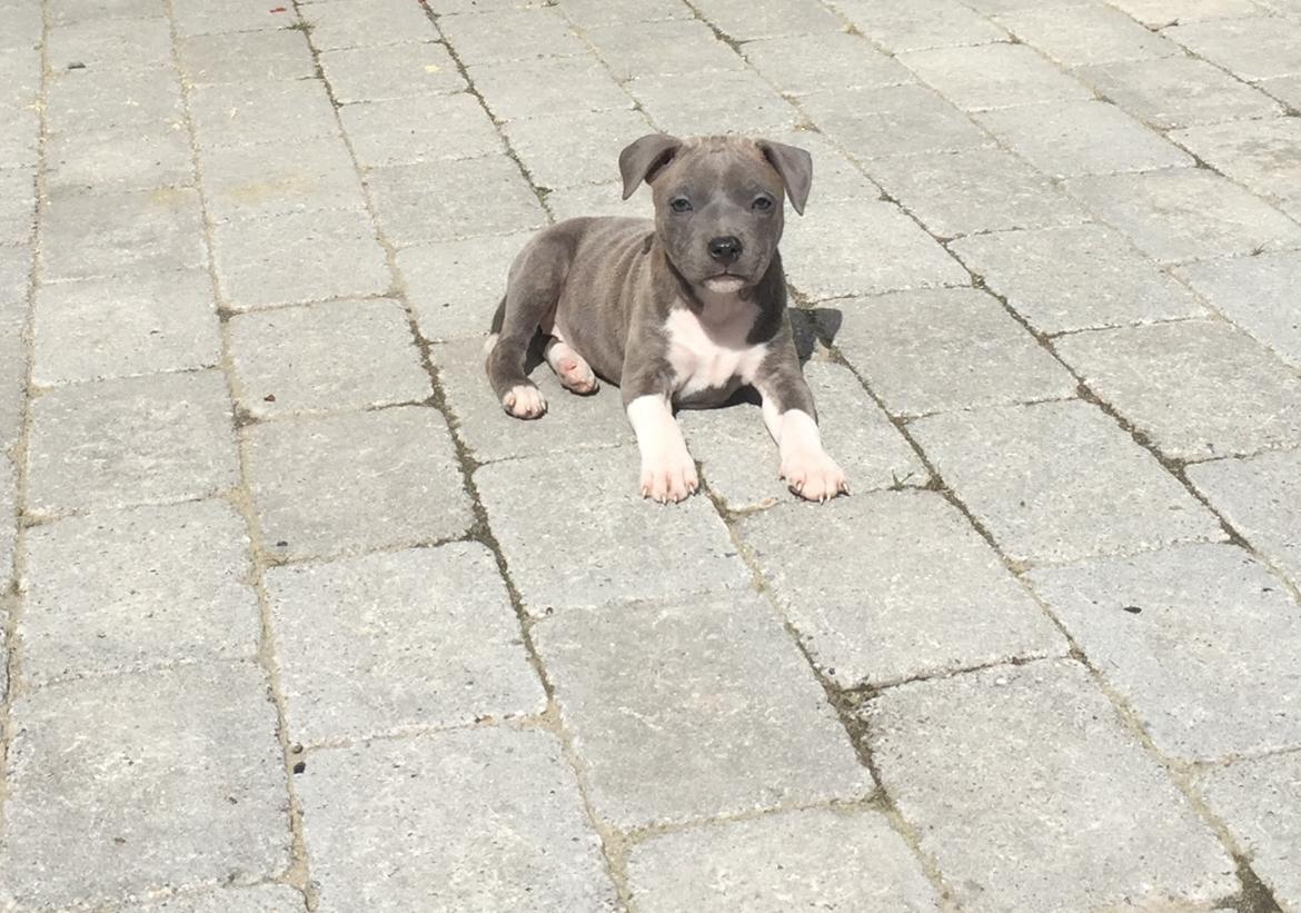 Staffordshire bull terrier Ester billede 3