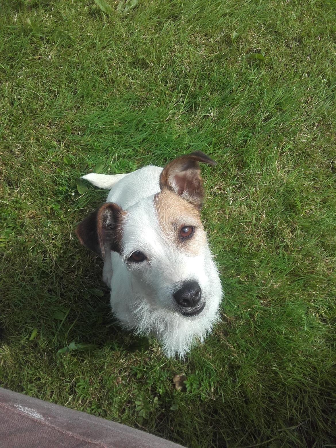 Jack russell terrier Bello  billede 1