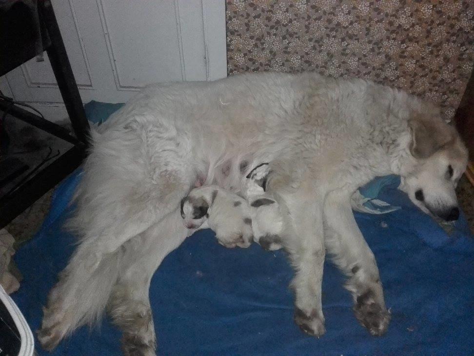 Pyreneerhund My billede 6
