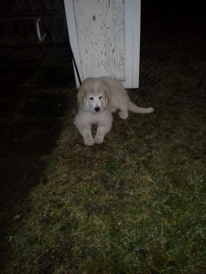Pyreneerhund My billede 9