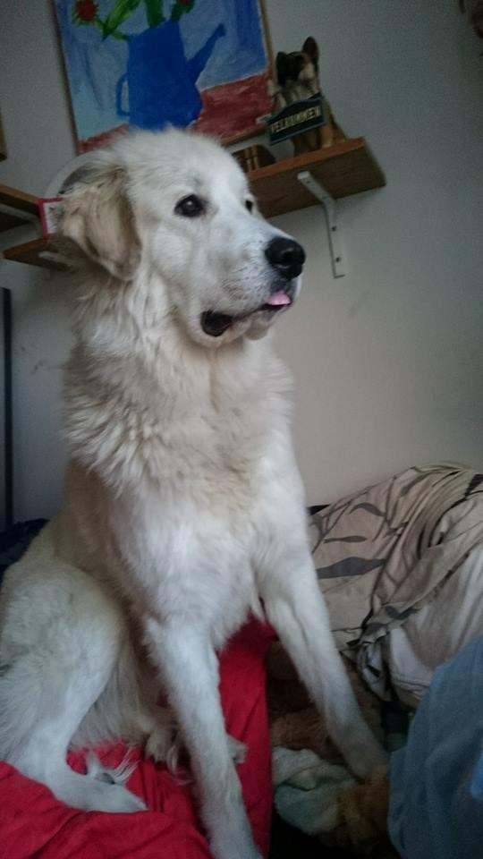 Pyreneerhund My billede 18