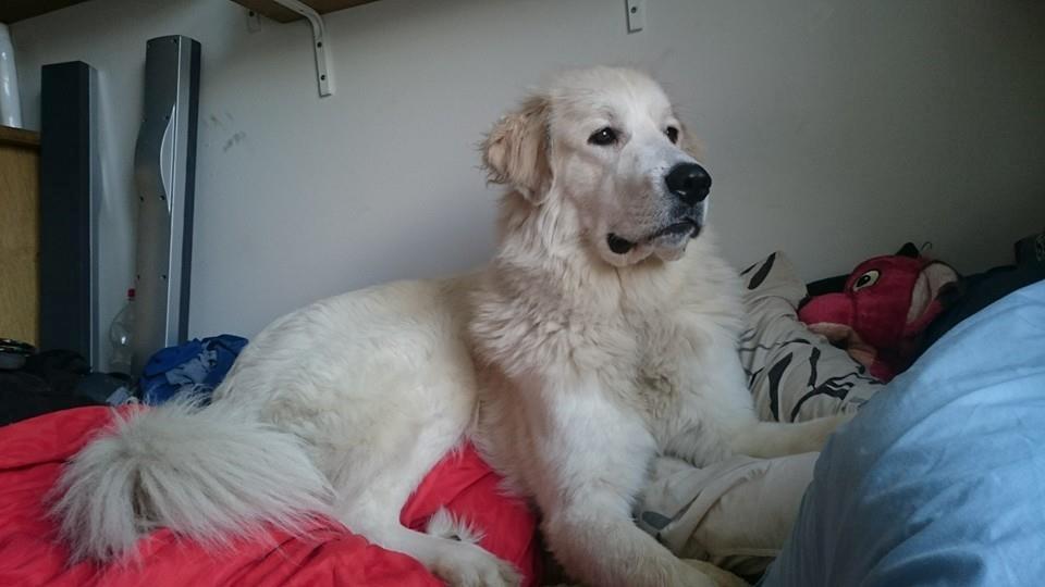 Pyreneerhund My billede 20