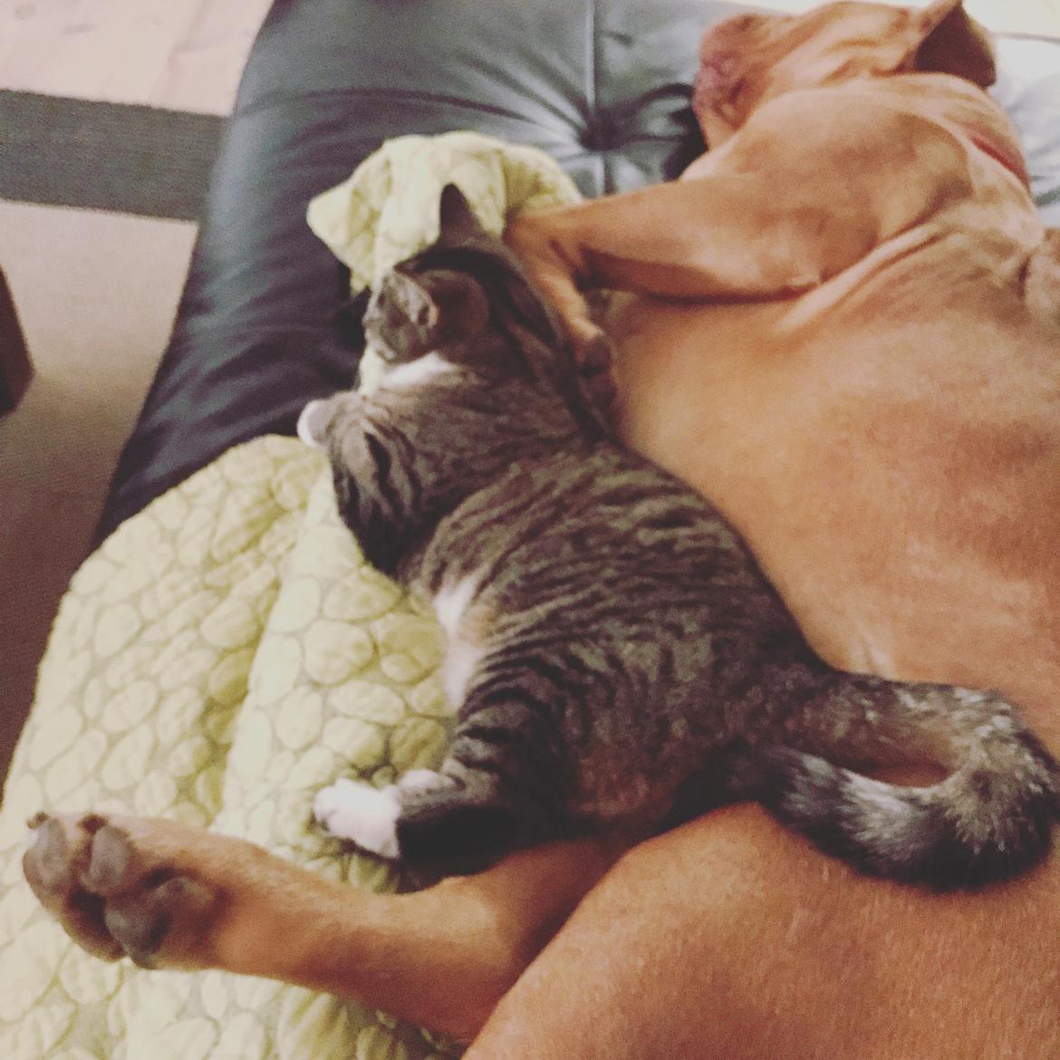 Dogue de bordeaux Abby billede 6