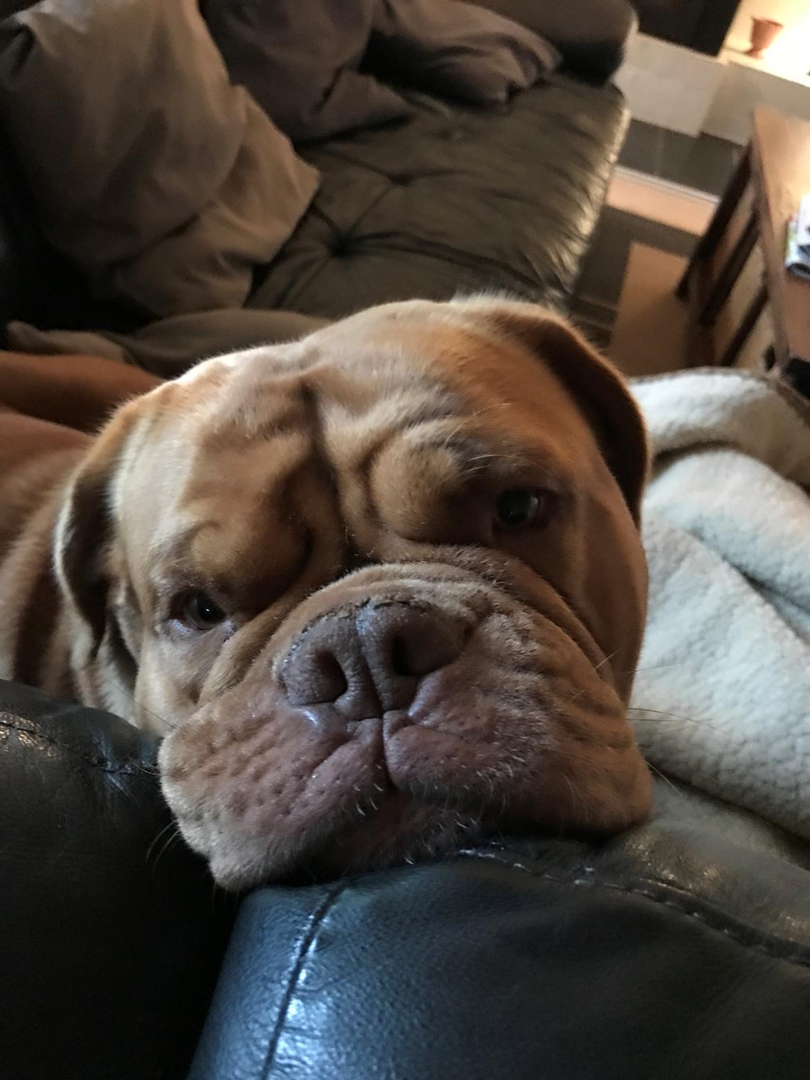 Dogue de bordeaux Abby billede 10