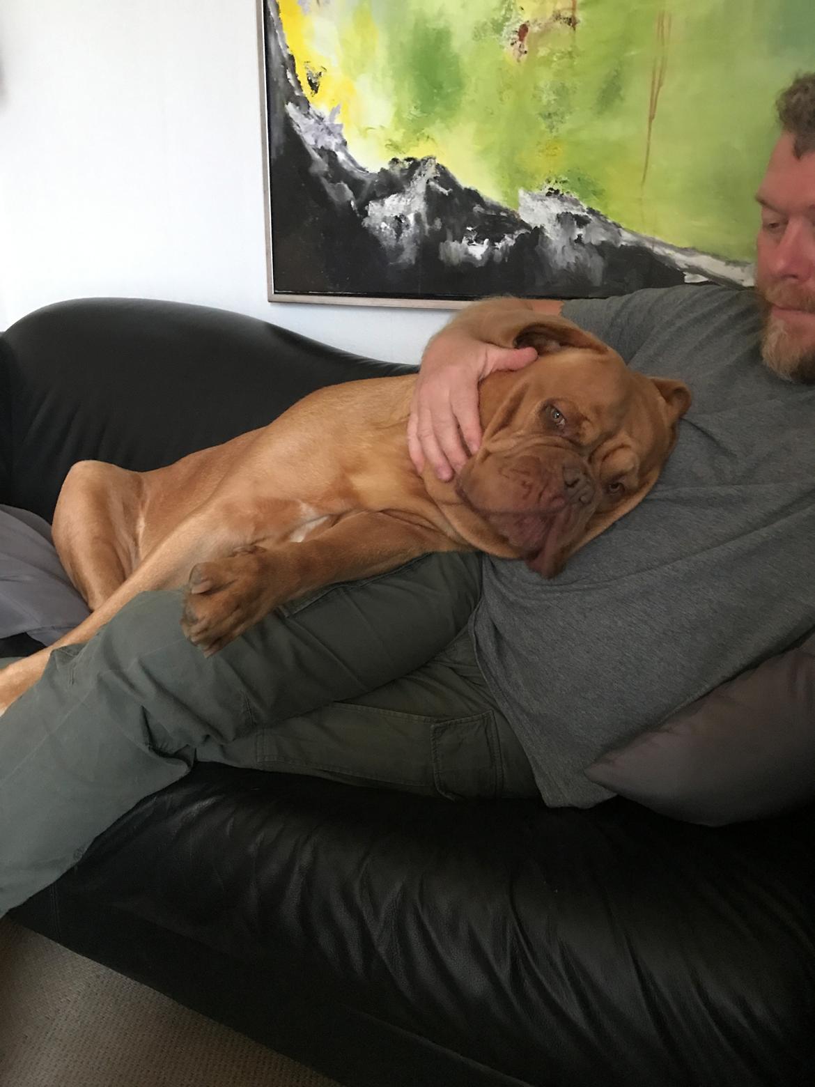 Dogue de bordeaux Abby billede 11