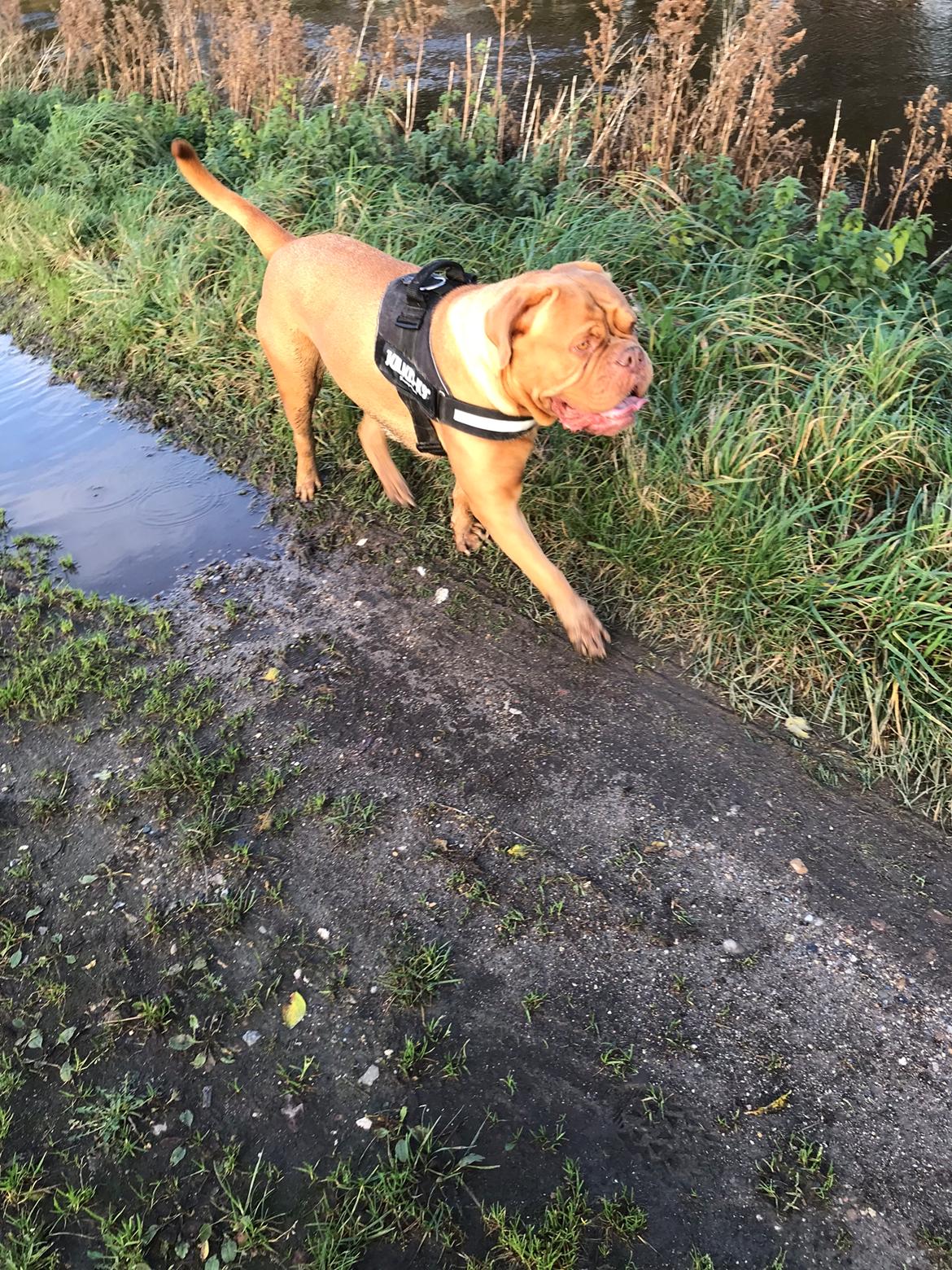 Dogue de bordeaux Abby billede 13