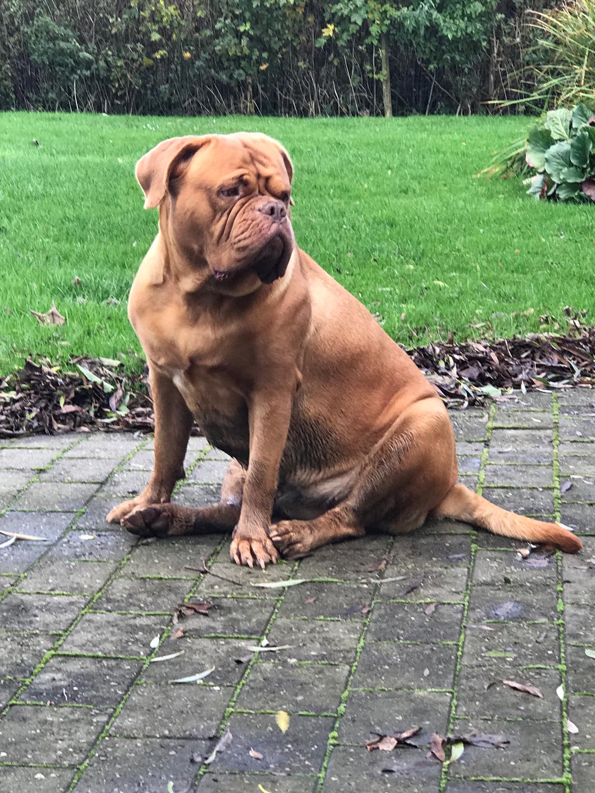 Dogue de bordeaux Abby billede 14