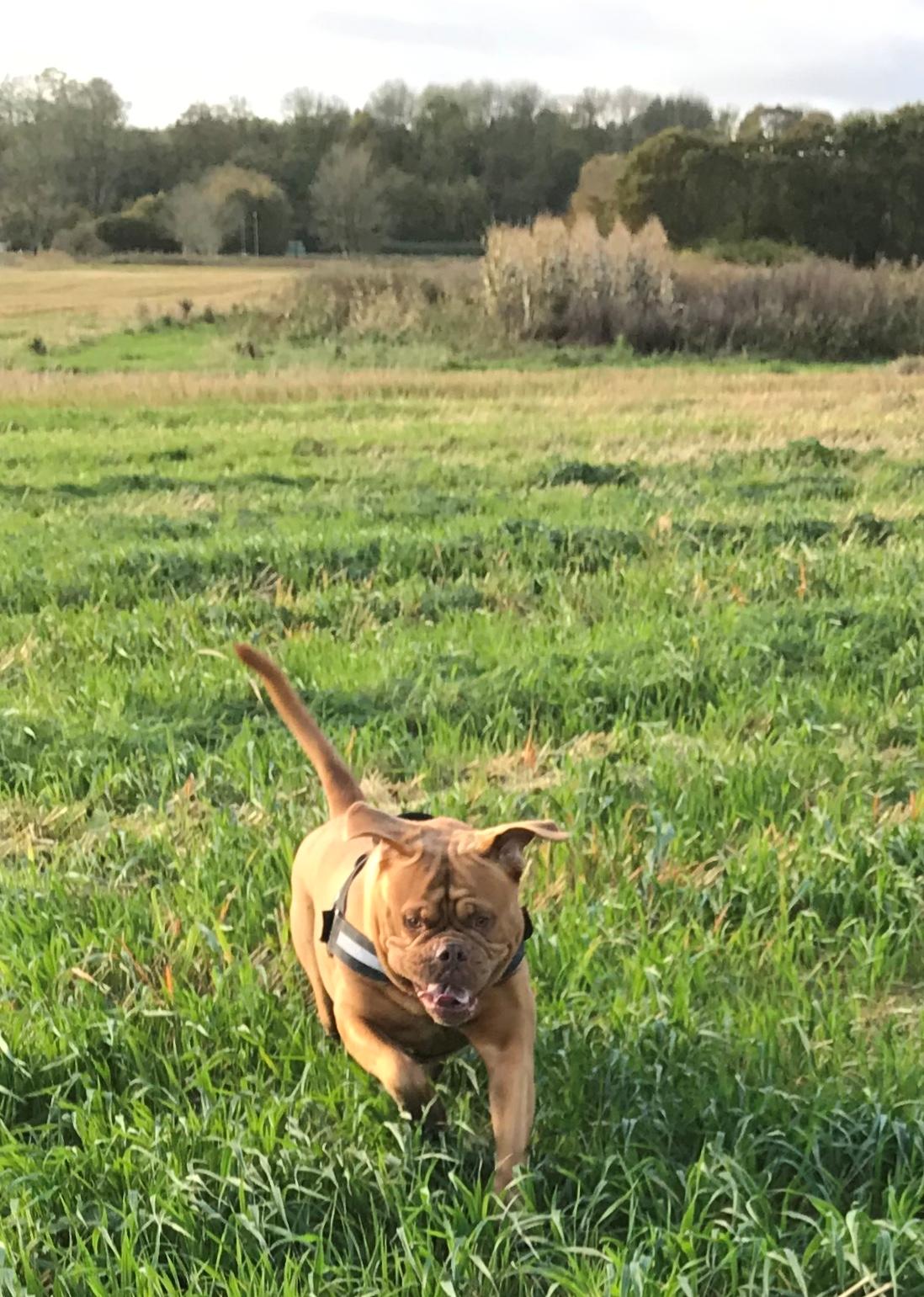 Dogue de bordeaux Abby billede 15