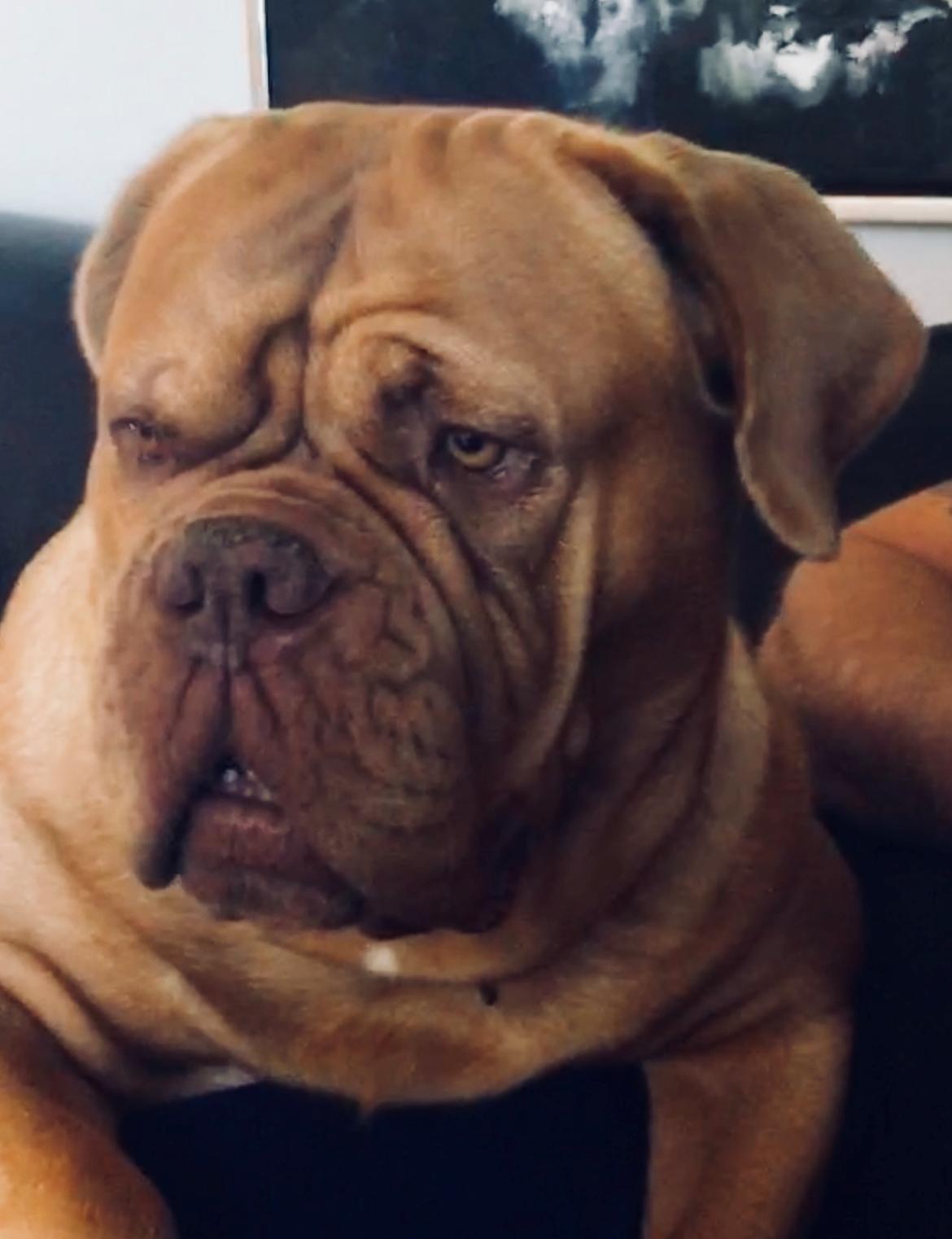 Dogue de bordeaux Abby billede 7