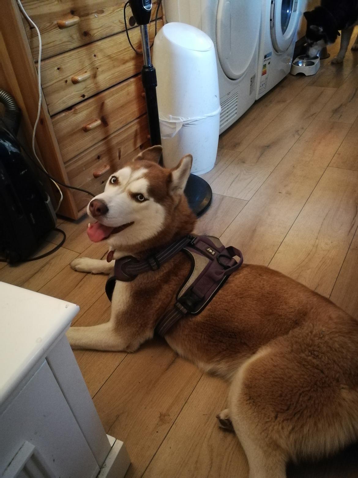 Siberian husky Saya  billede 2