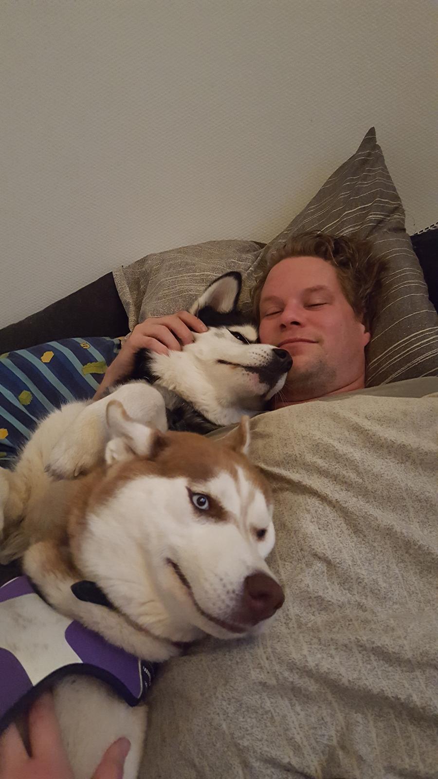 Siberian husky Saya  billede 4