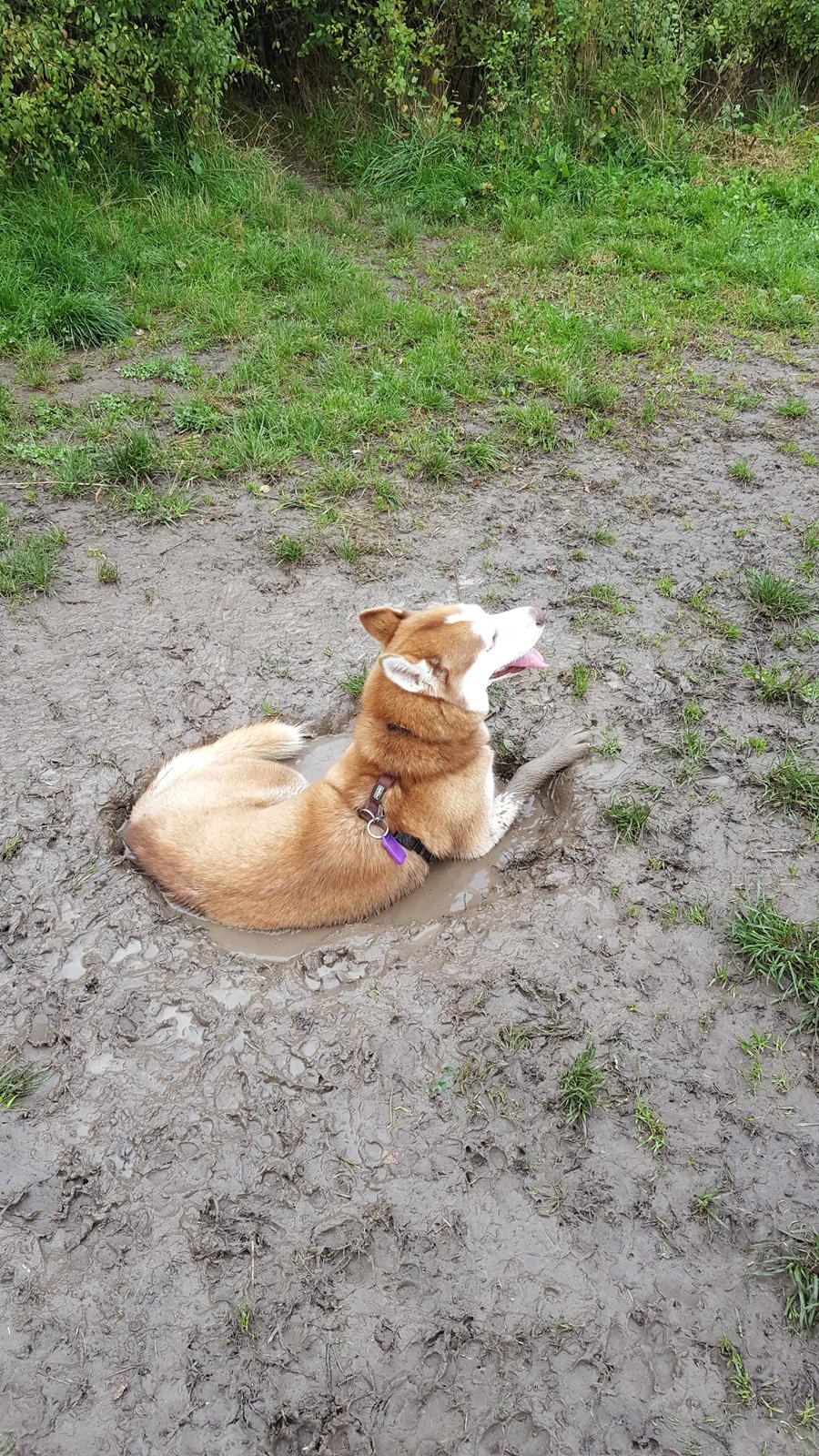 Siberian husky Saya  billede 7