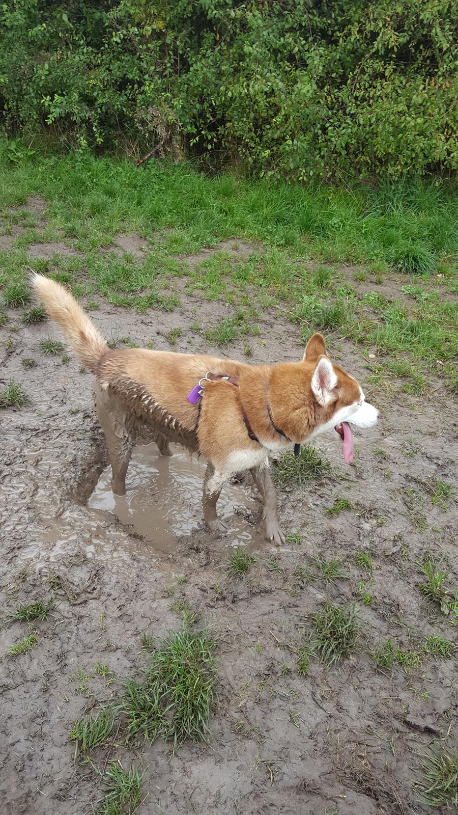 Siberian husky Saya  billede 8