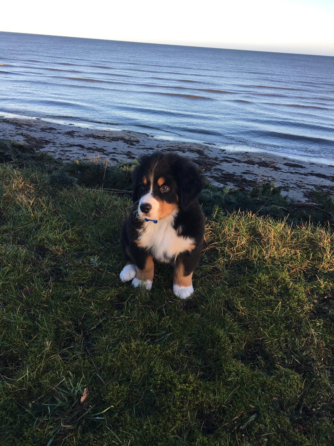 Berner sennenhund Kingo billede 5