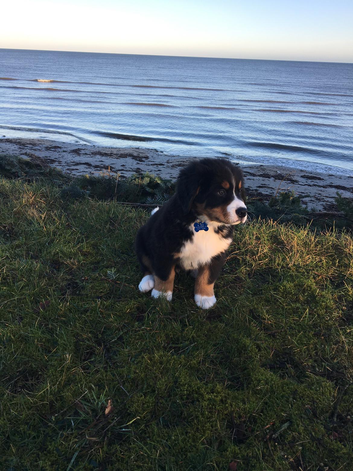 Berner sennenhund Kingo billede 7