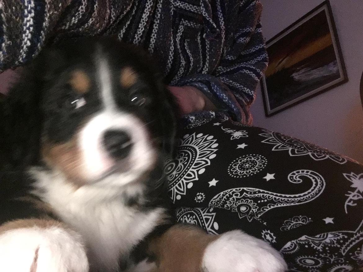 Berner sennenhund Kingo billede 12