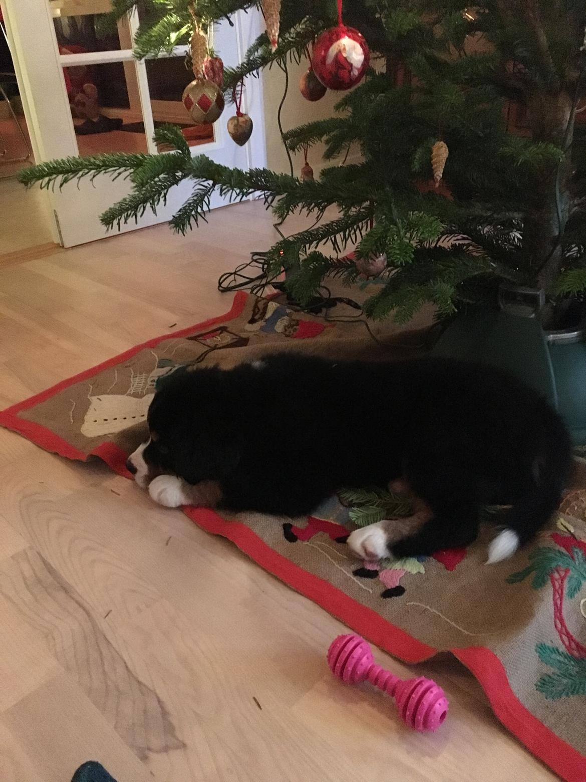 Berner sennenhund Kingo billede 13