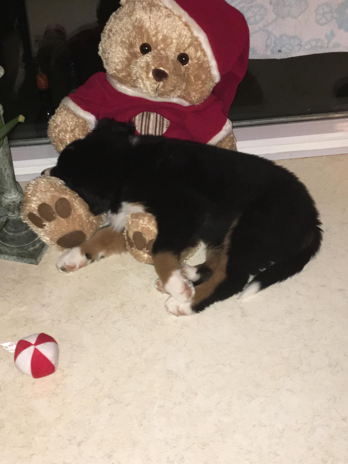 Berner sennenhund Kingo billede 14