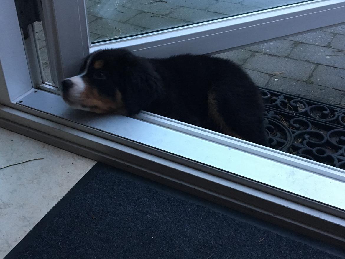 Berner sennenhund Kingo billede 16