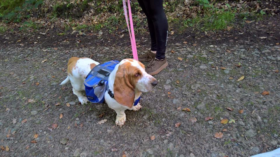 Basset hound Baffo Bentley Haley billede 2