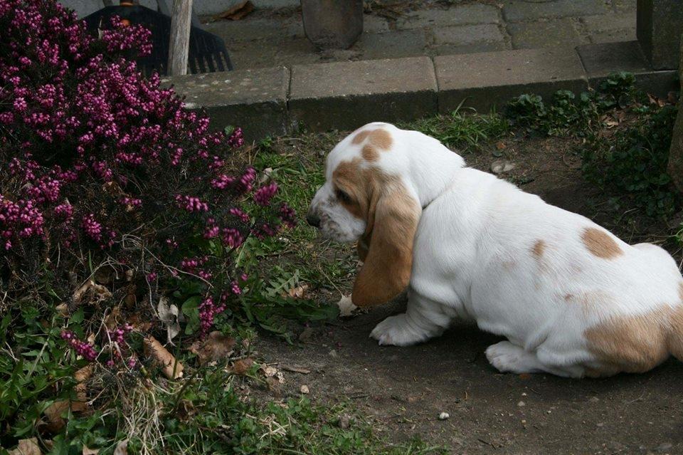 Basset hound Baffo Bentley Haley billede 1