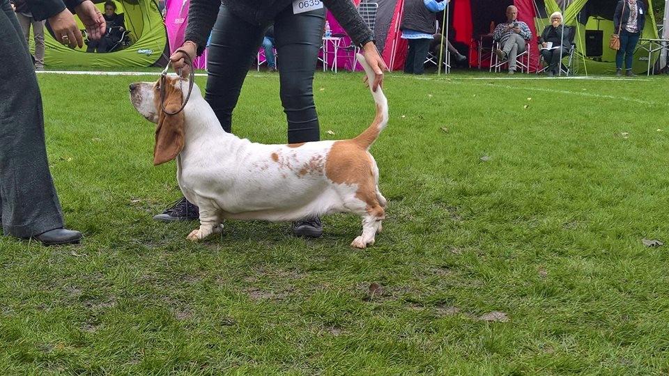 Basset hound Baffo Bentley Haley billede 3