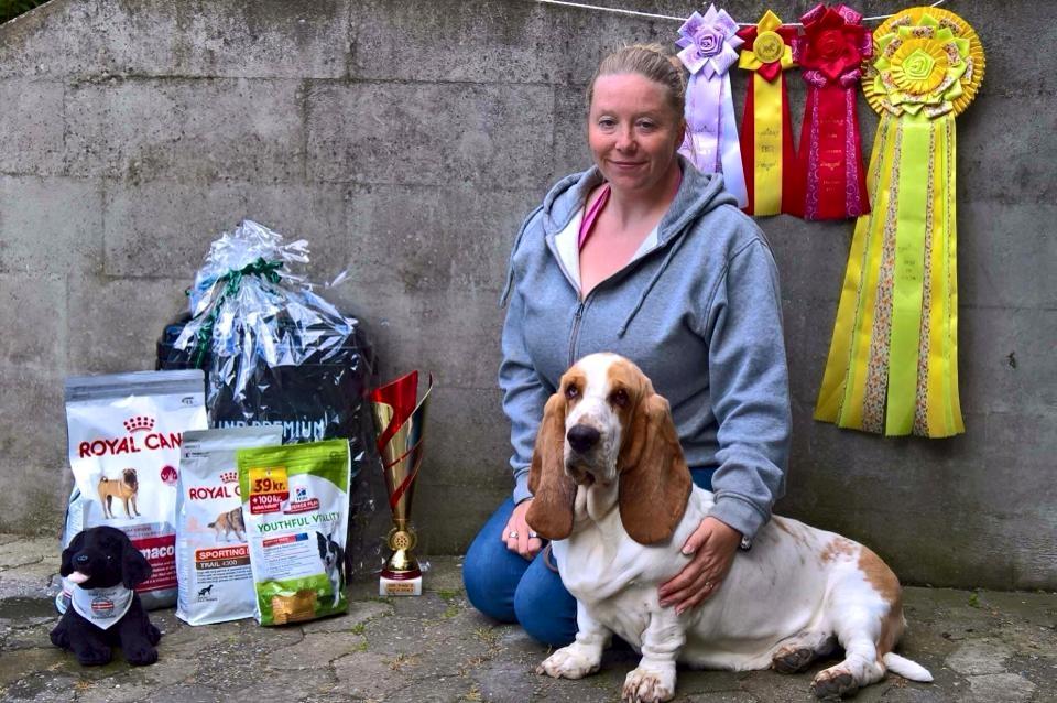 Basset hound Baffo Bentley Haley billede 4