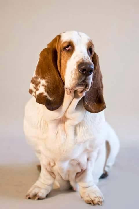 Basset hound Bertha billede 1