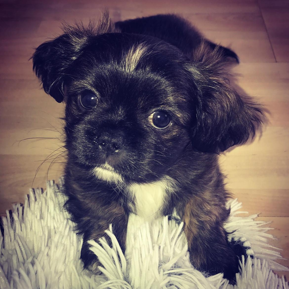 Blanding af racer Milo billede 1