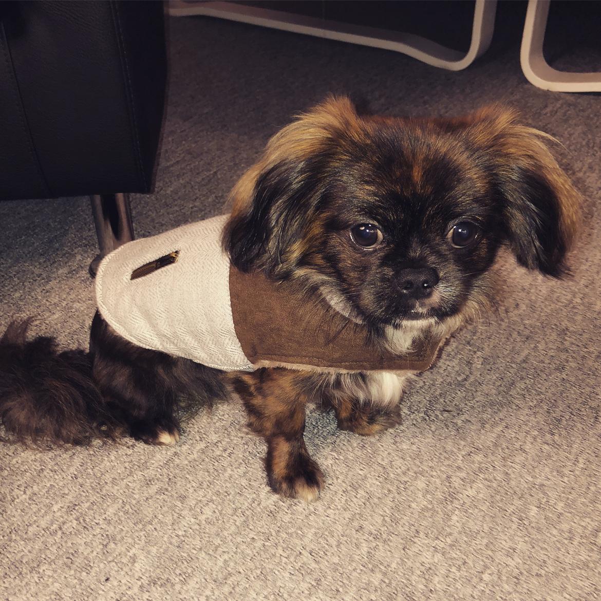 Blanding af racer Milo billede 3