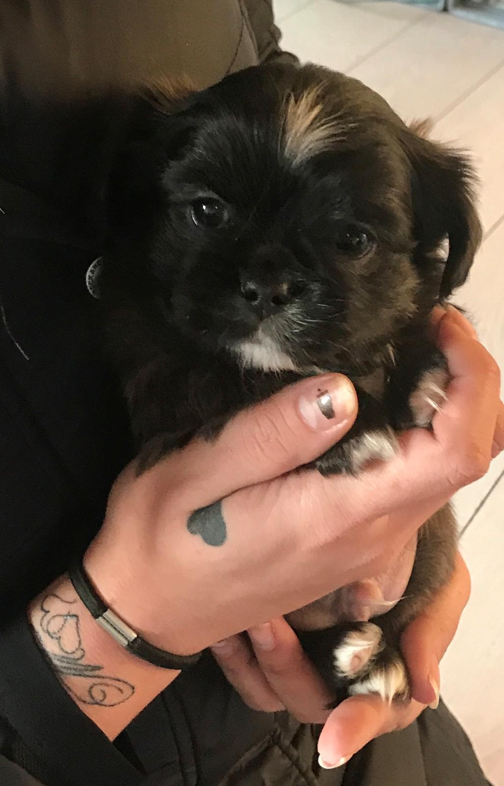 Blanding af racer Milo billede 2