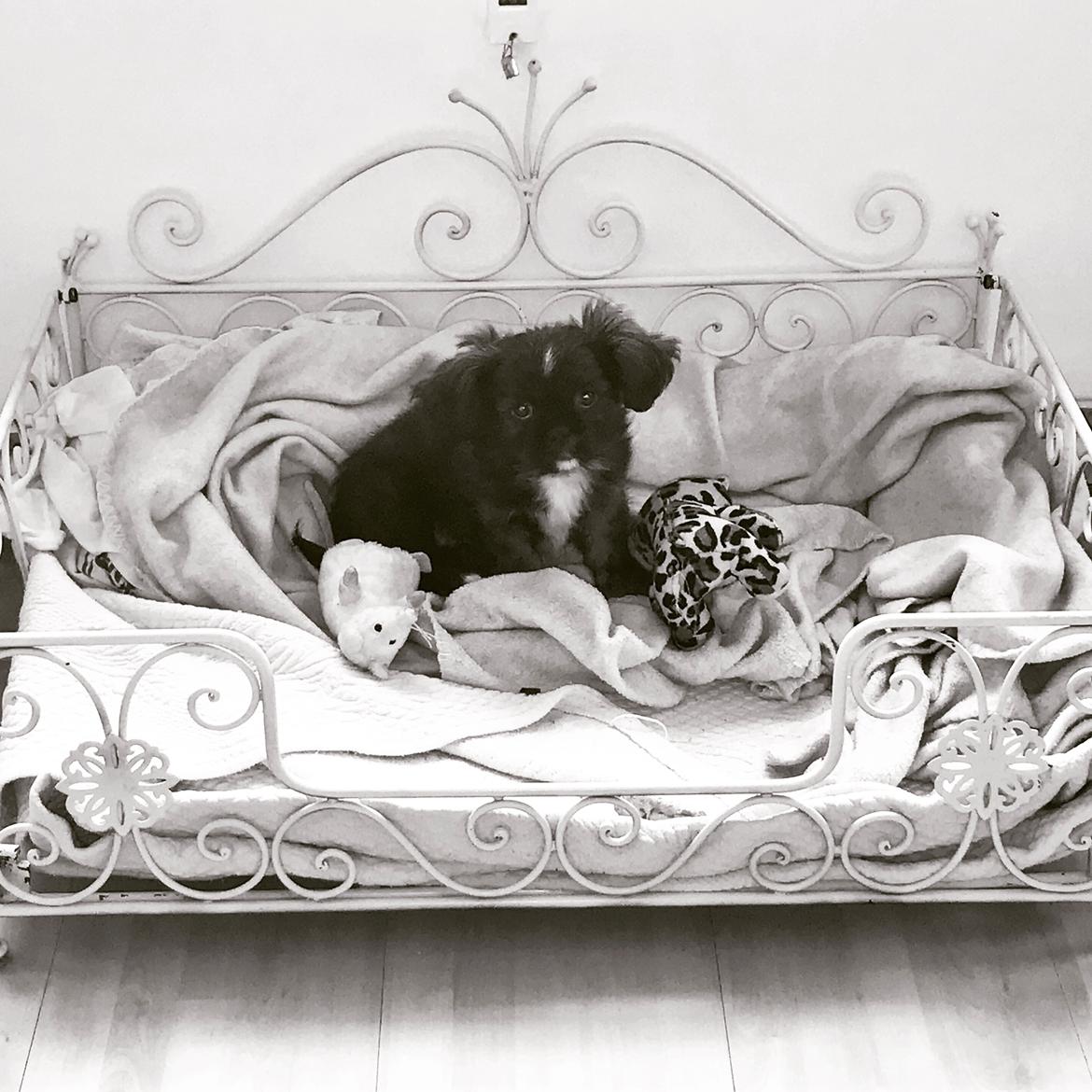 Blanding af racer Milo billede 5