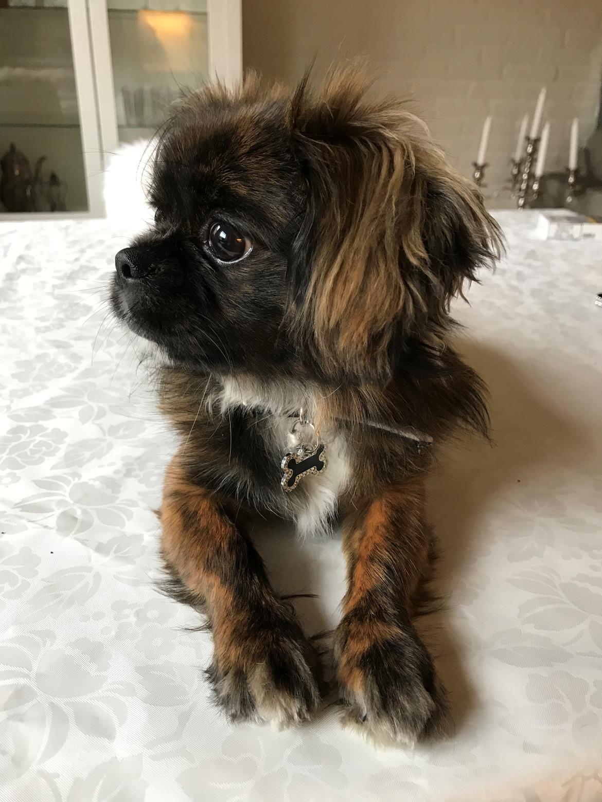 Blanding af racer Milo billede 6