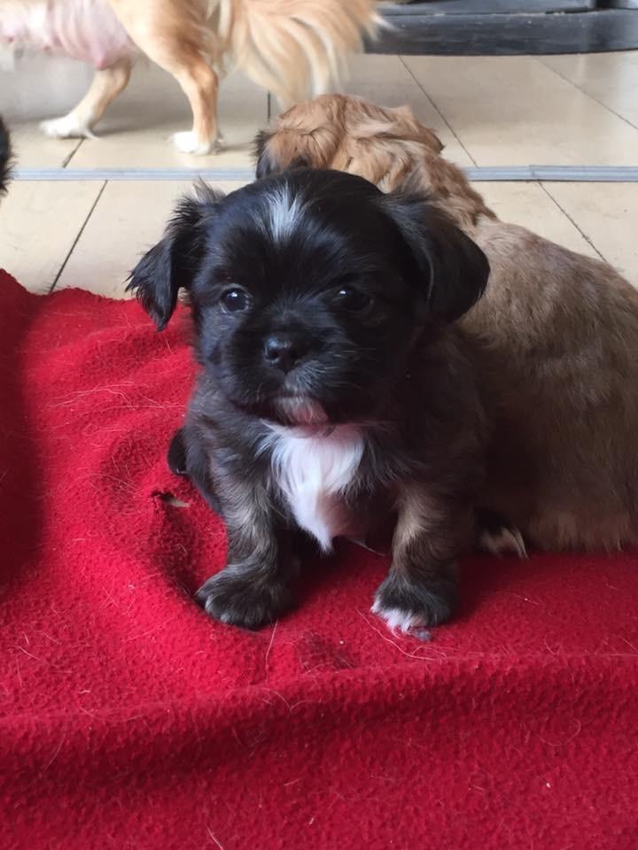 Blanding af racer Milo billede 4