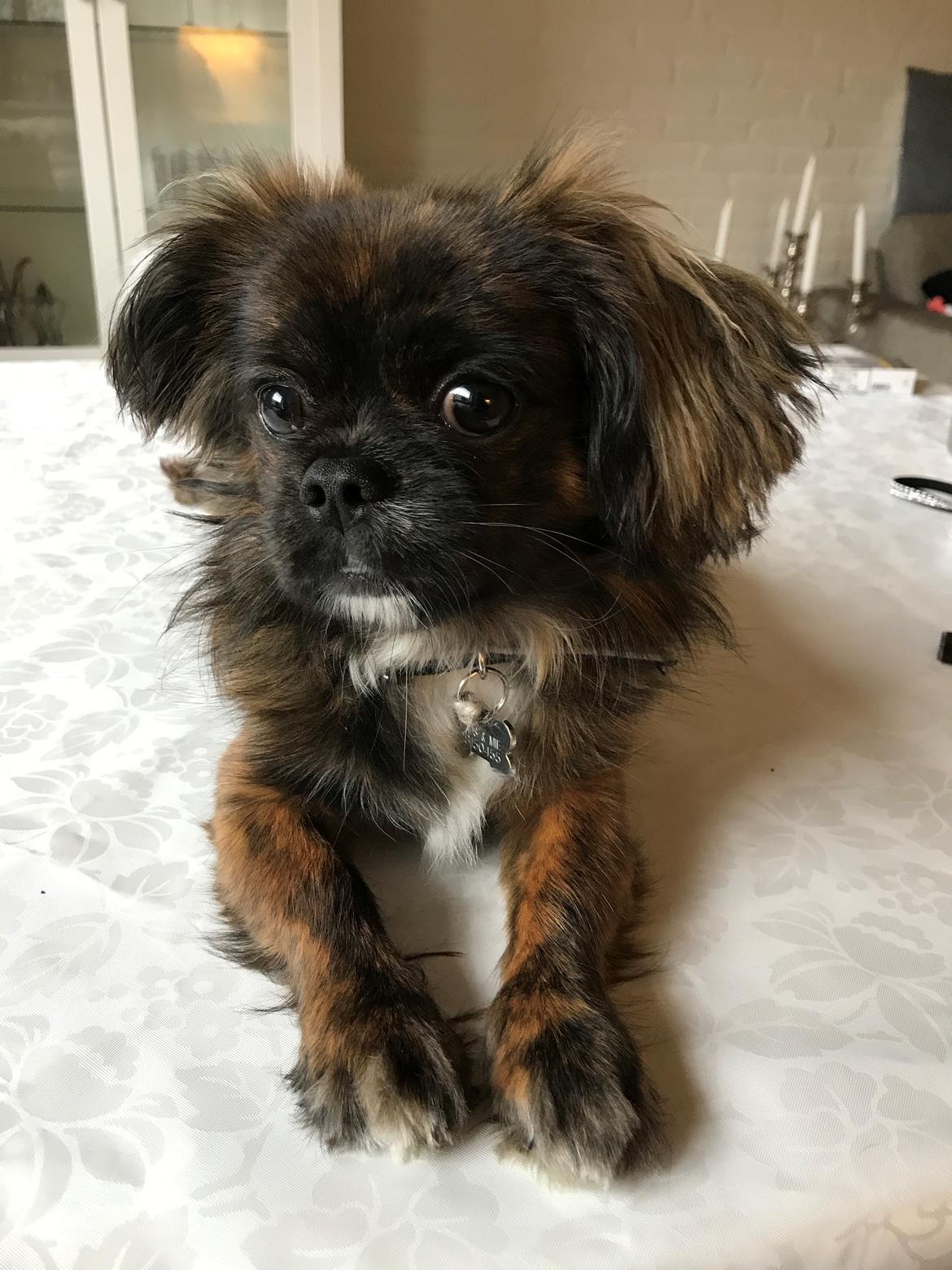 Blanding af racer Milo billede 7