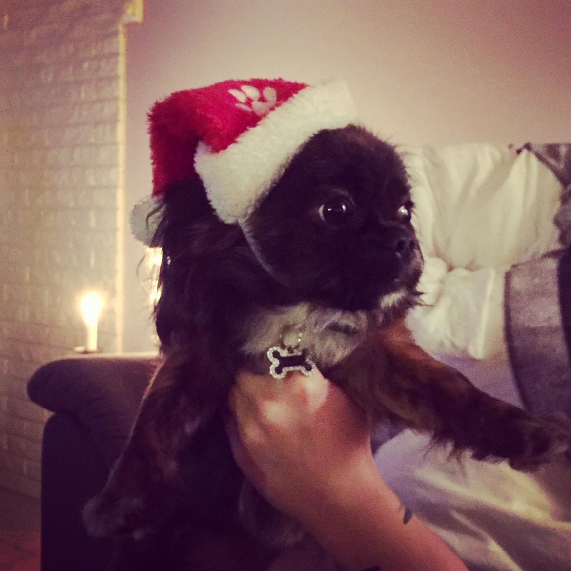 Blanding af racer Milo billede 8