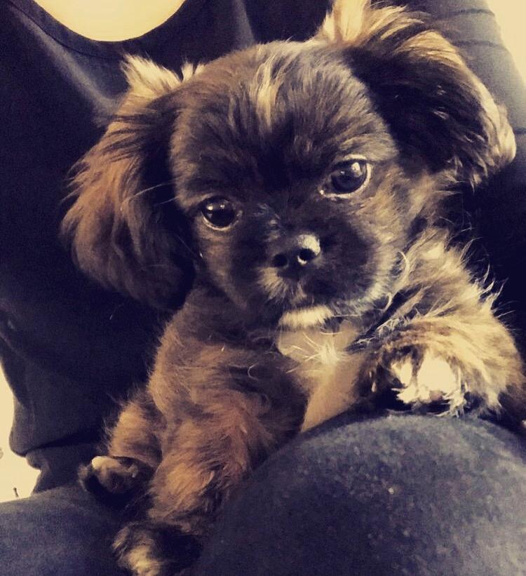 Blanding af racer Milo billede 9