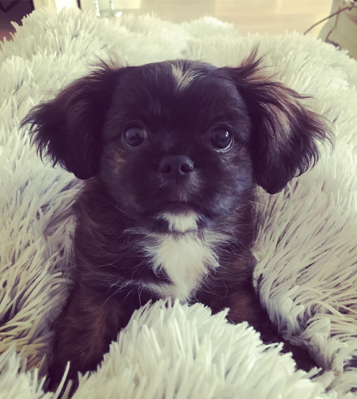 Blanding af racer Milo billede 10