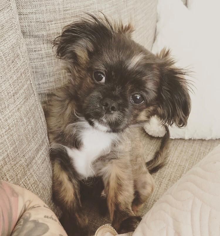 Blanding af racer Milo billede 11