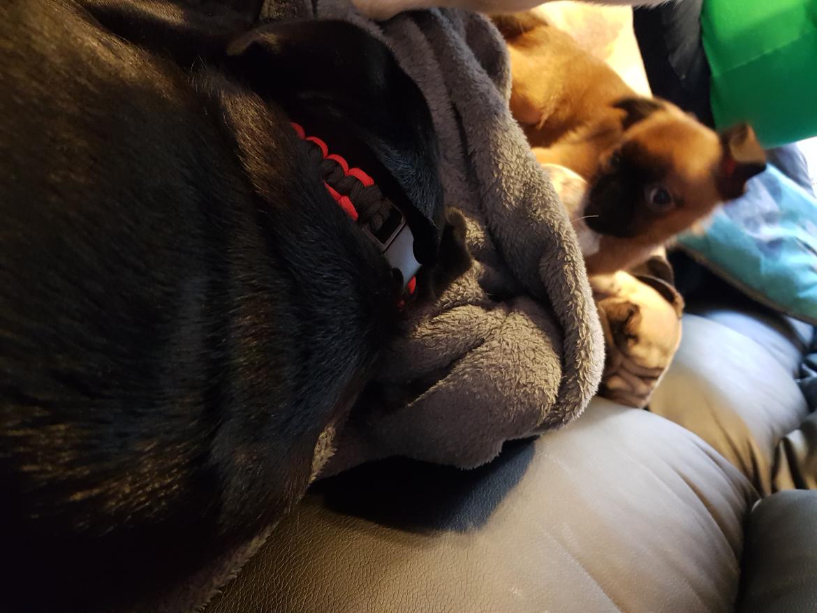 Griffon petit brabancon Oswald billede 2