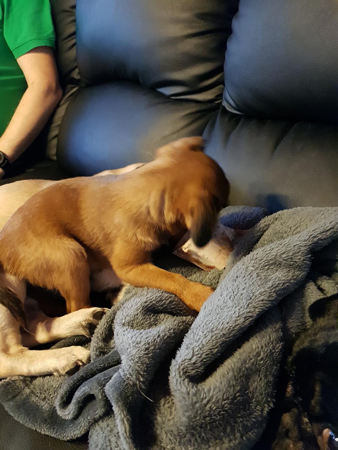 Griffon petit brabancon Oswald billede 3