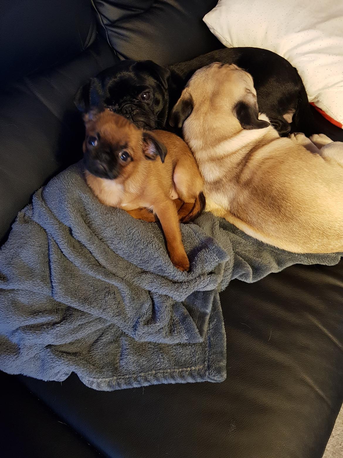 Griffon petit brabancon Oswald billede 4